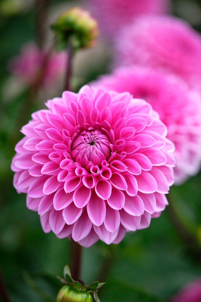 Dahlia Boll Sandra 1-pack